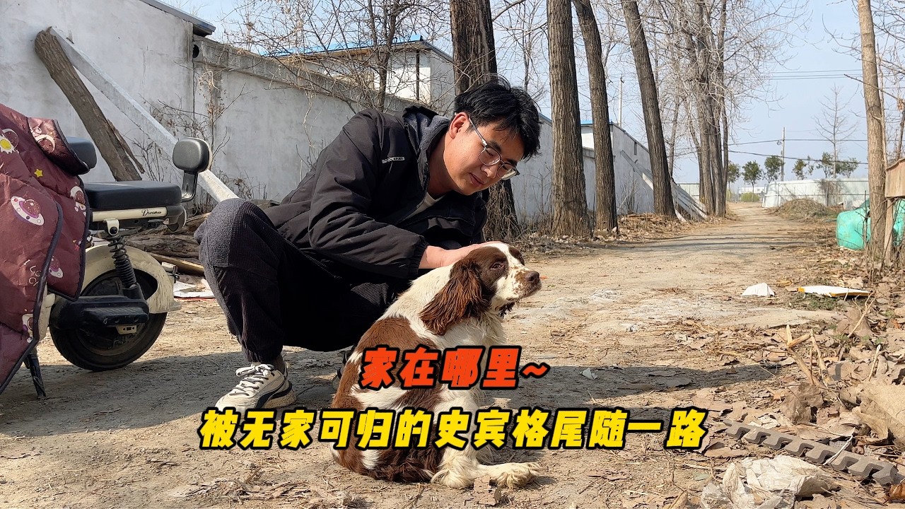 無家可歸的史賓格一路緊隨我身後，怯生生的眼裡充滿對家的渴望！