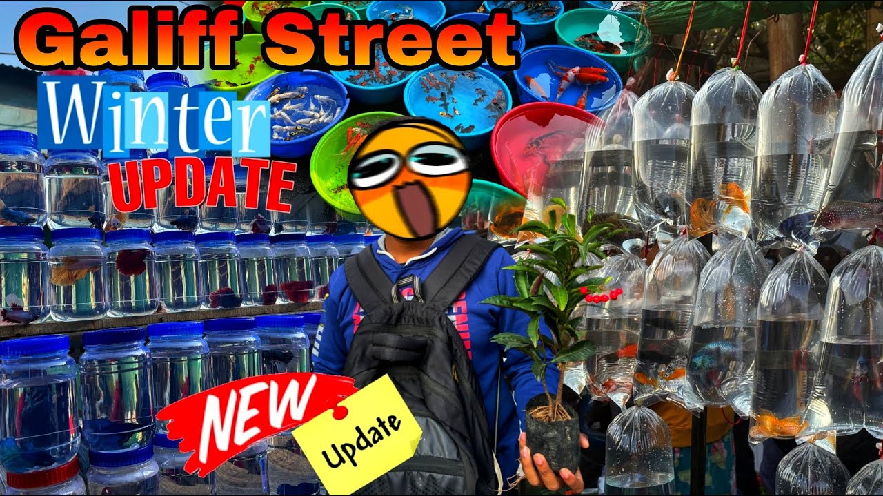 Winter Update: Guliff Street Pet Market Today | Prices, Animals & Crowd
