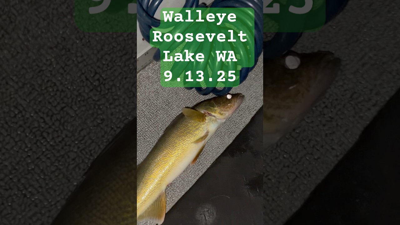 Walleye Roosevelt lake #fishing WA