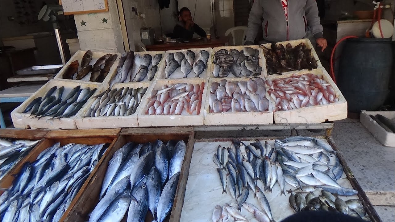 حكايا السمك يرويها المزاد العلني في جبلة