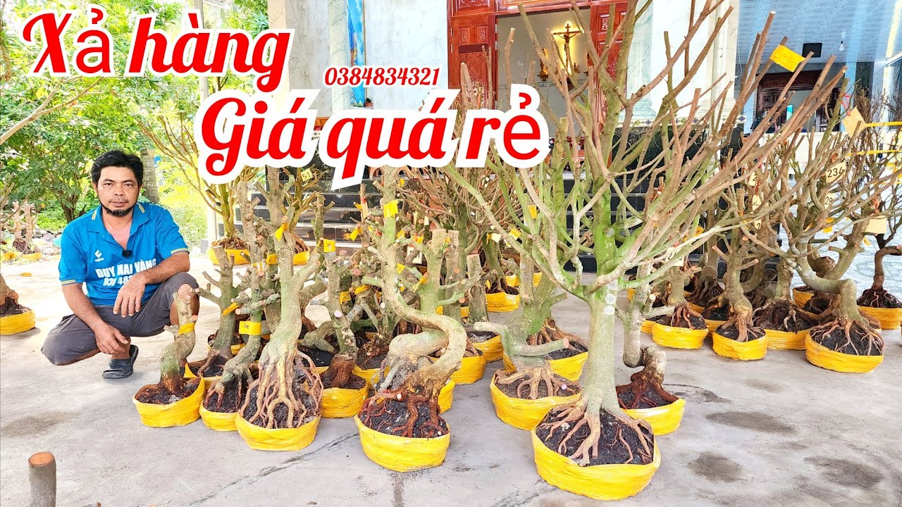 31/1 A Duy 0384834321 phôi mai giảo bonsai đế đẹp víp hoành to giá rẻ xả hàng|MaivàngThanhTâm