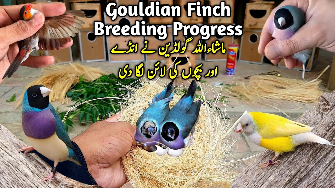 Gouldian Finch Breeding Progress 2024-25 || Lady Gouldian Finch Breeding Tips