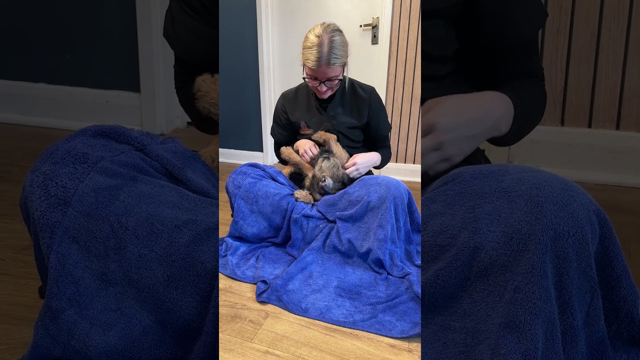 Doggy Daily Episode 598: Margo the Border Terrier 🐾  #borderterrier #borderterrierpuppy #doggroomer