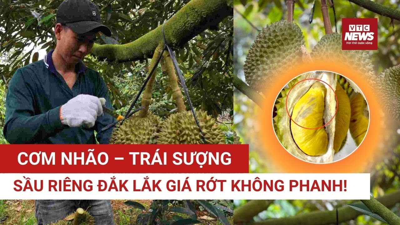 Đắk Lắk: Sầu riêng Ri6 – Musang King ế chất đống, Dona trở thành “ngôi sao” giữ giá giữa mùa mưa