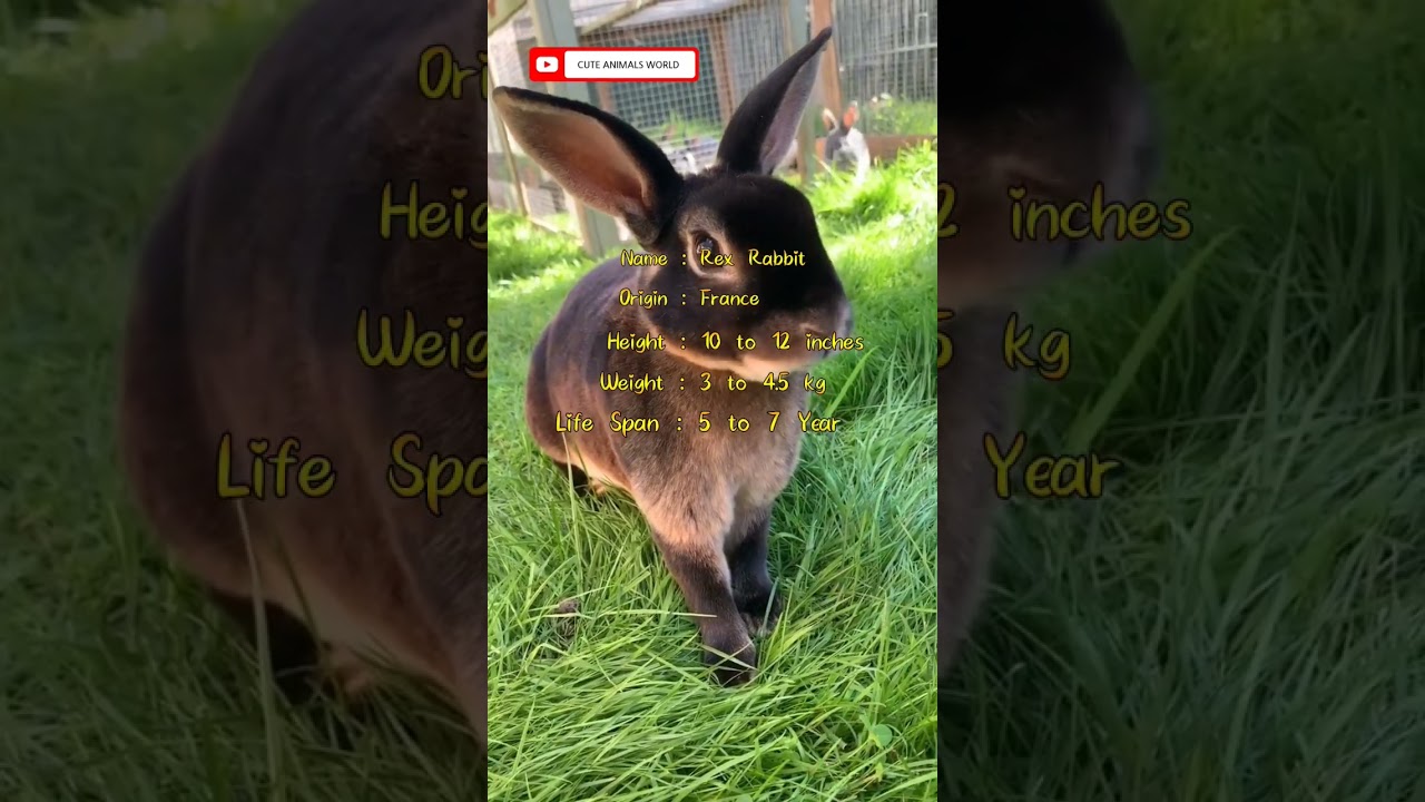 Rex Rabbit | Is a Rex rabbit a good pet? #shorts #rabbit #rex ##france #cutepets