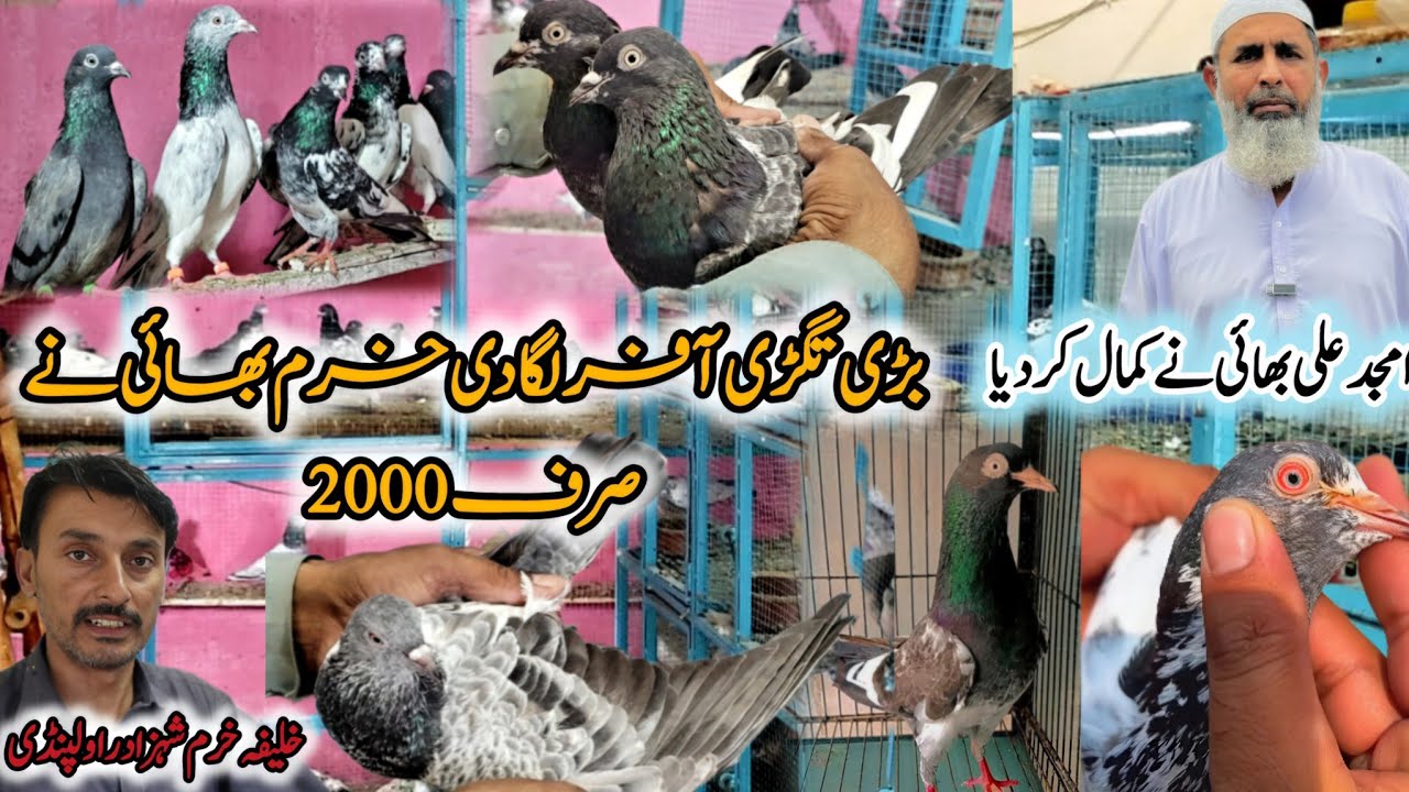 Rawalpindi kabootar Market || Kabootar Sasty Ho gye Sub Loot lou|| 0320-5095-644 