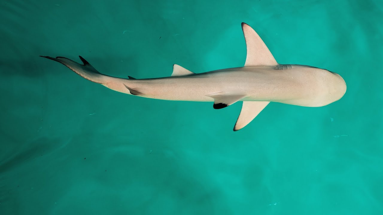 Sharks Use Earth&rsquo;s Magnetic Fields like a GPS