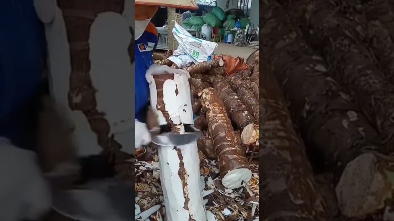 R&aacute;y kh&ocirc; nh&agrave; Nguyễn ho&agrave;n b&aacute;n 250 k 1 kg hoa đu đủ kh&ocirc; b&aacute;n 350 k 1 kg LH 0335780595