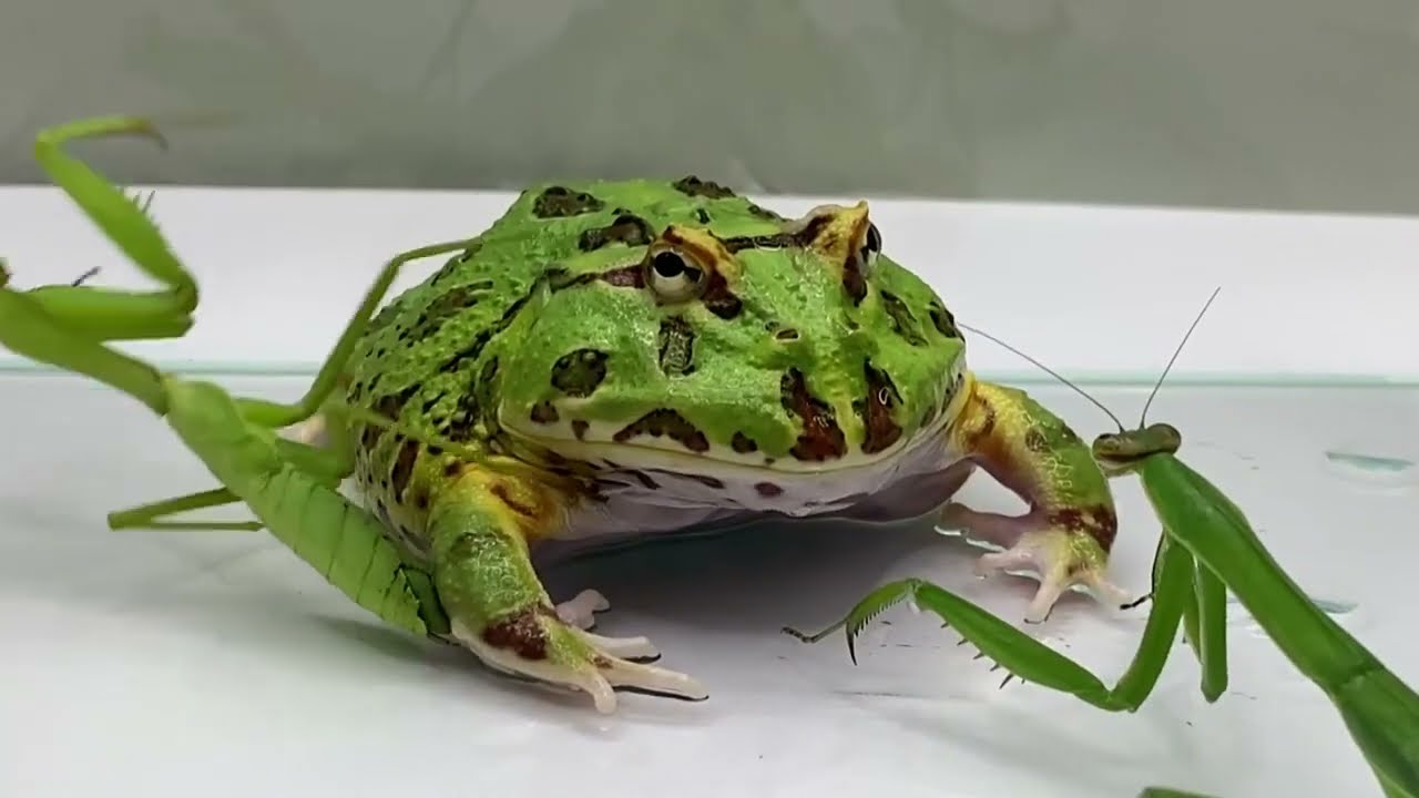 Rampaging Loach And Giant Mantis Cooperate To Attack The Frog Pacman