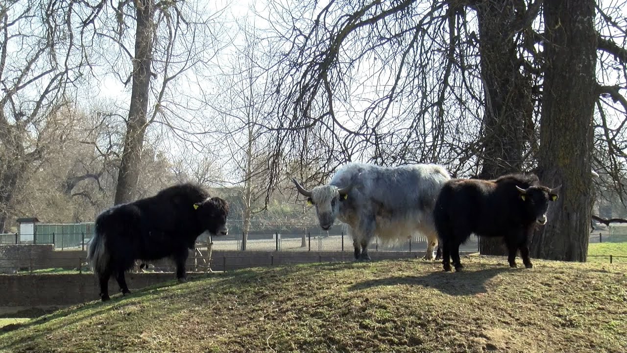 Novi stanovnici Osječkog ZOO vrta