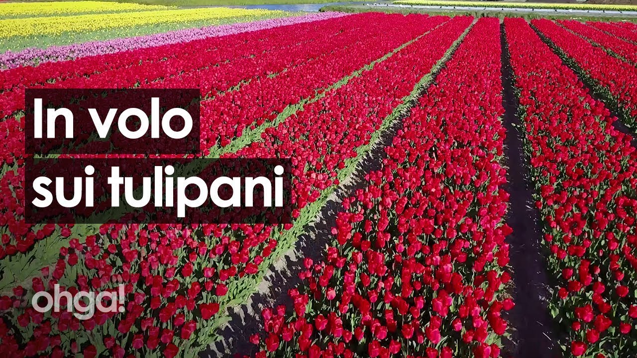 In volo sui campi di tulipani olandesi: storia del fiore più colorato che la natura ci ha donato