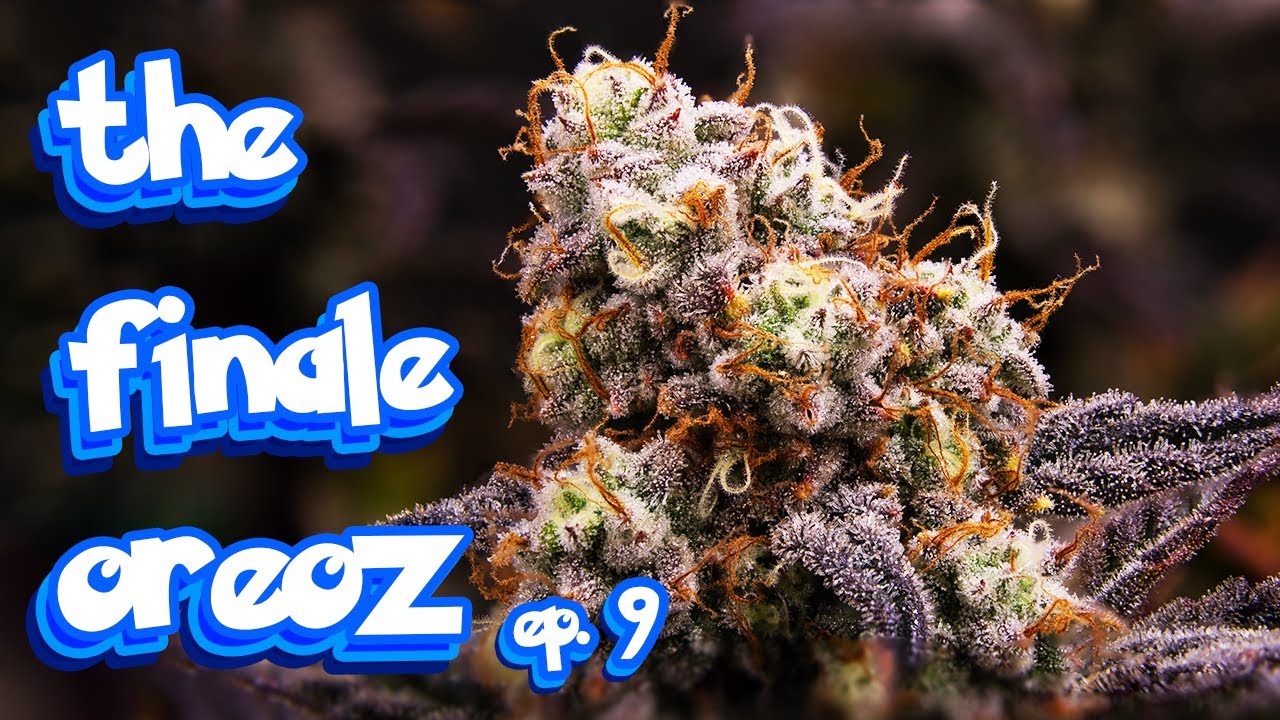 the finale mephistoreoz PT. 1 ep.9 #organic #seedtoharvest #howigrow