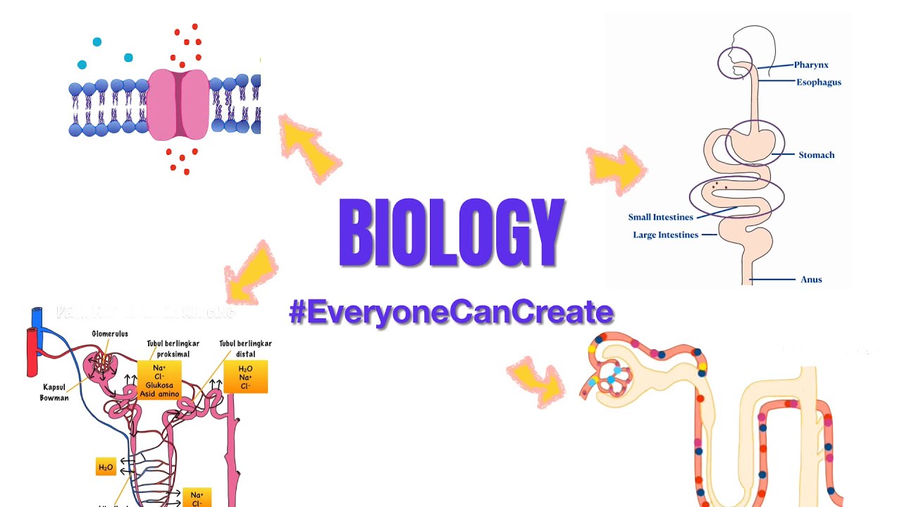 Biology #EveryoneCanCreate
