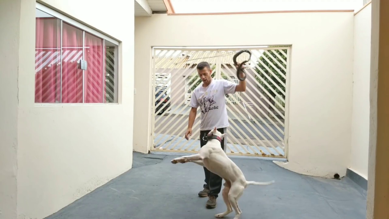 ESTIMULAR seu PIT BULL a morder Pneu Canal Pitgameness