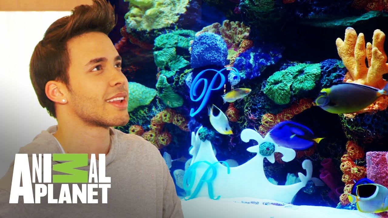 ¡Prince Royce consigue un acuario con peces de la realeza! | Con el agua al cuello | Animal Planet