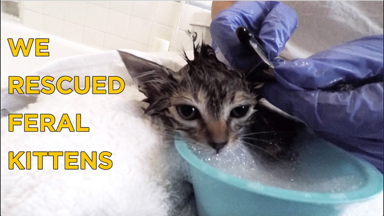 We Rescued Feral Kittens During the Pandemic | Flea bath | KITTEN RESCUE VLOG | PART 1