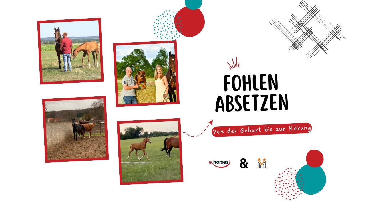 Von der Geburt bis zur Körung: Fohlen absetzen