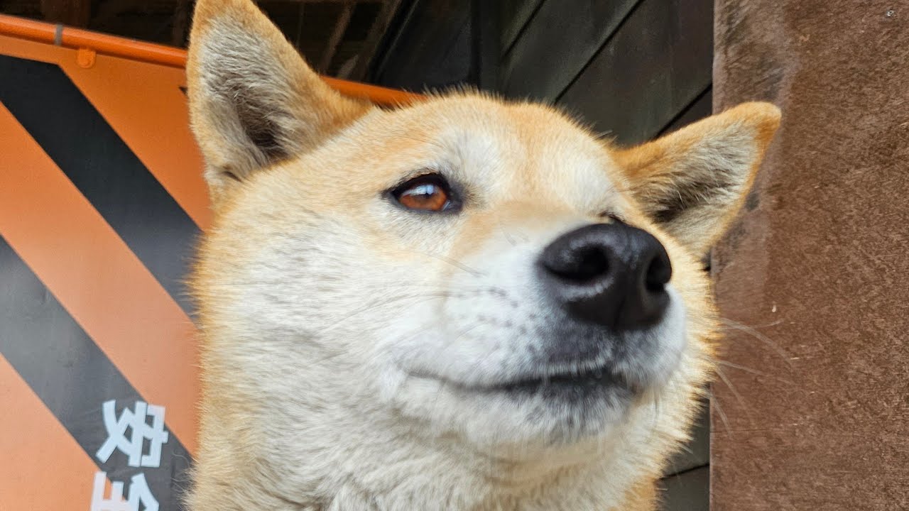 #しばいぬ サクラの昼散歩260227
