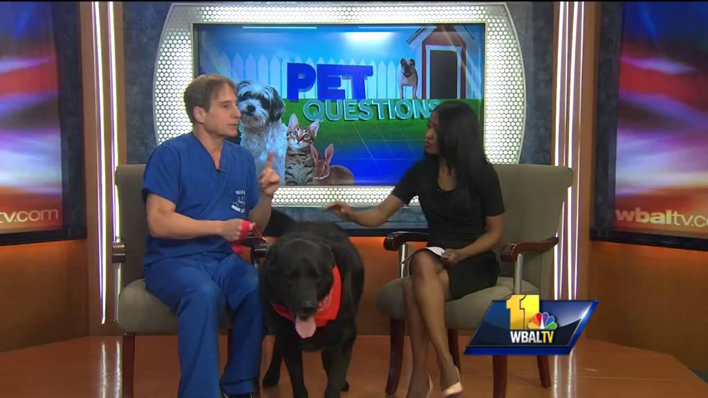 Pet Questions