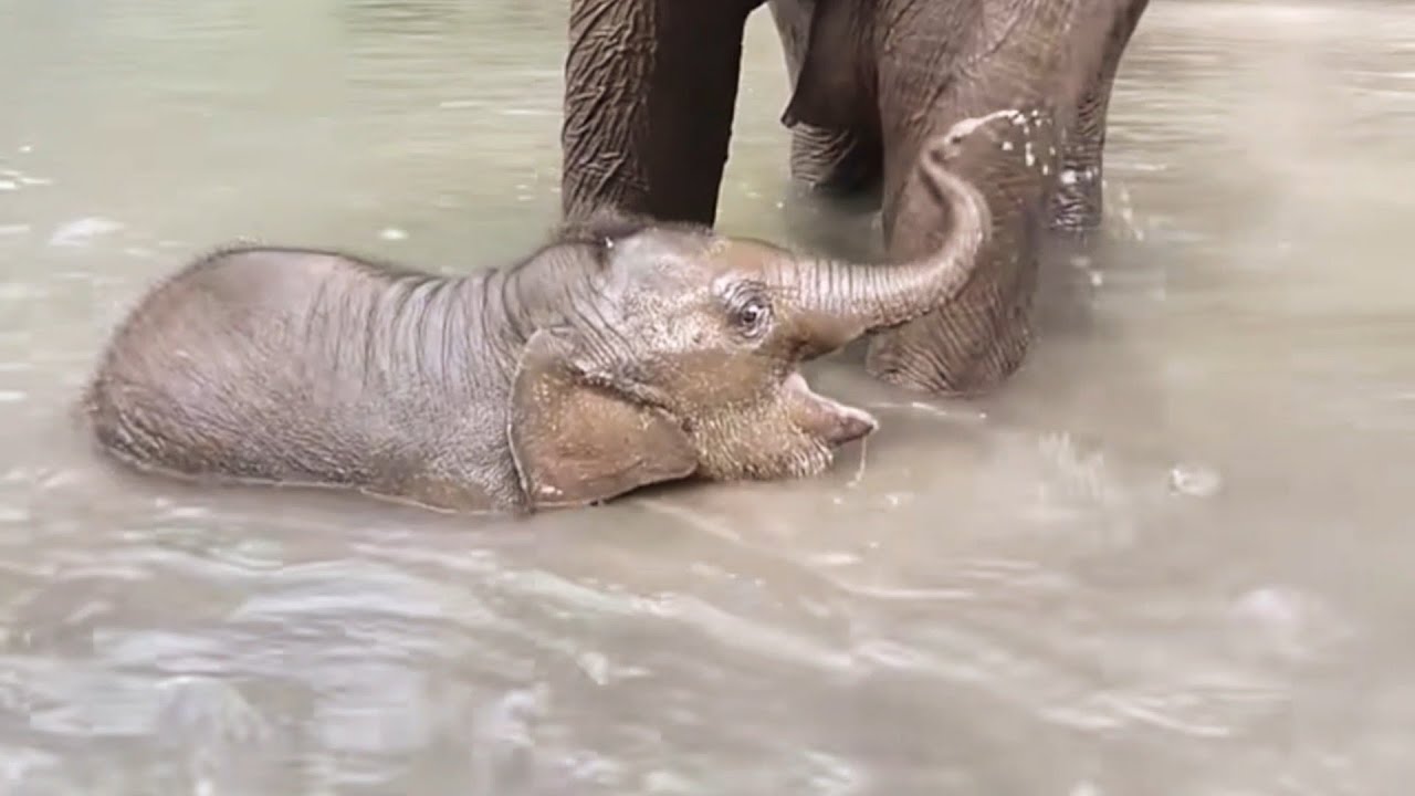 Cute Baby Elephant's Happiest Reaction to First Swim With Mom