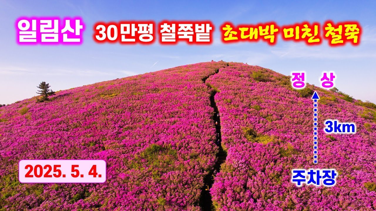 2025년 일림산 철쭉 - 국내 최대 30만평 황홀한 철쭉밭 초대박 - 해산강트래블(海山江 travel)