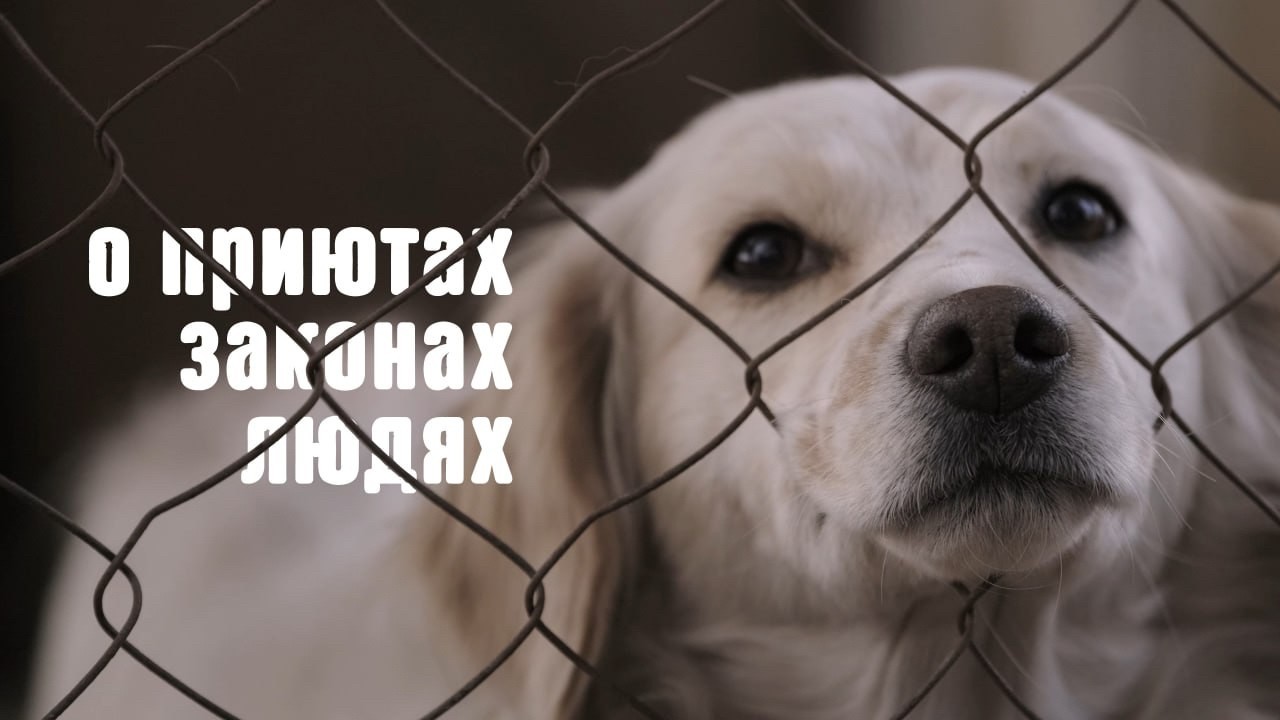О приютах, законах и людях | Документальный фильм