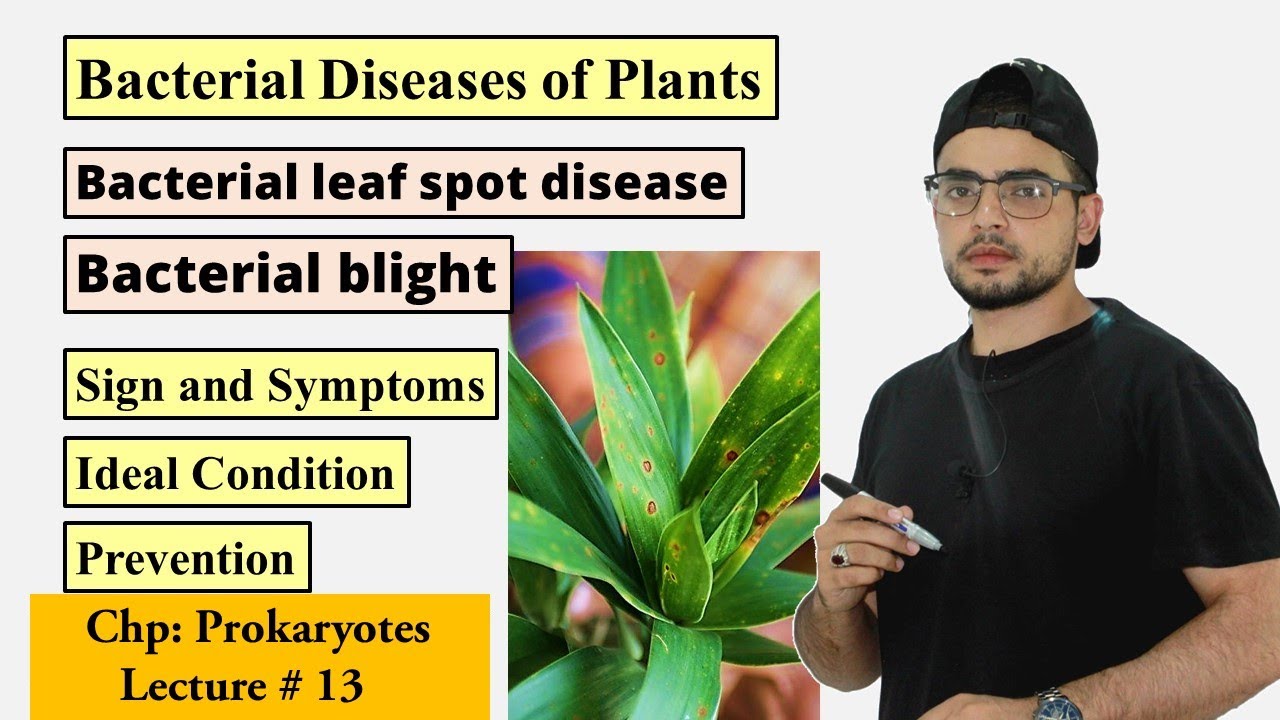 Bacterial leaf spot and bacterial blight disease