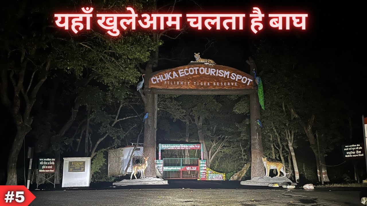 Night Drive Pilibhit Tiger Reserve | Pilibhit Jungle Safari | Wildlife Stories | Chuka Beach Forest