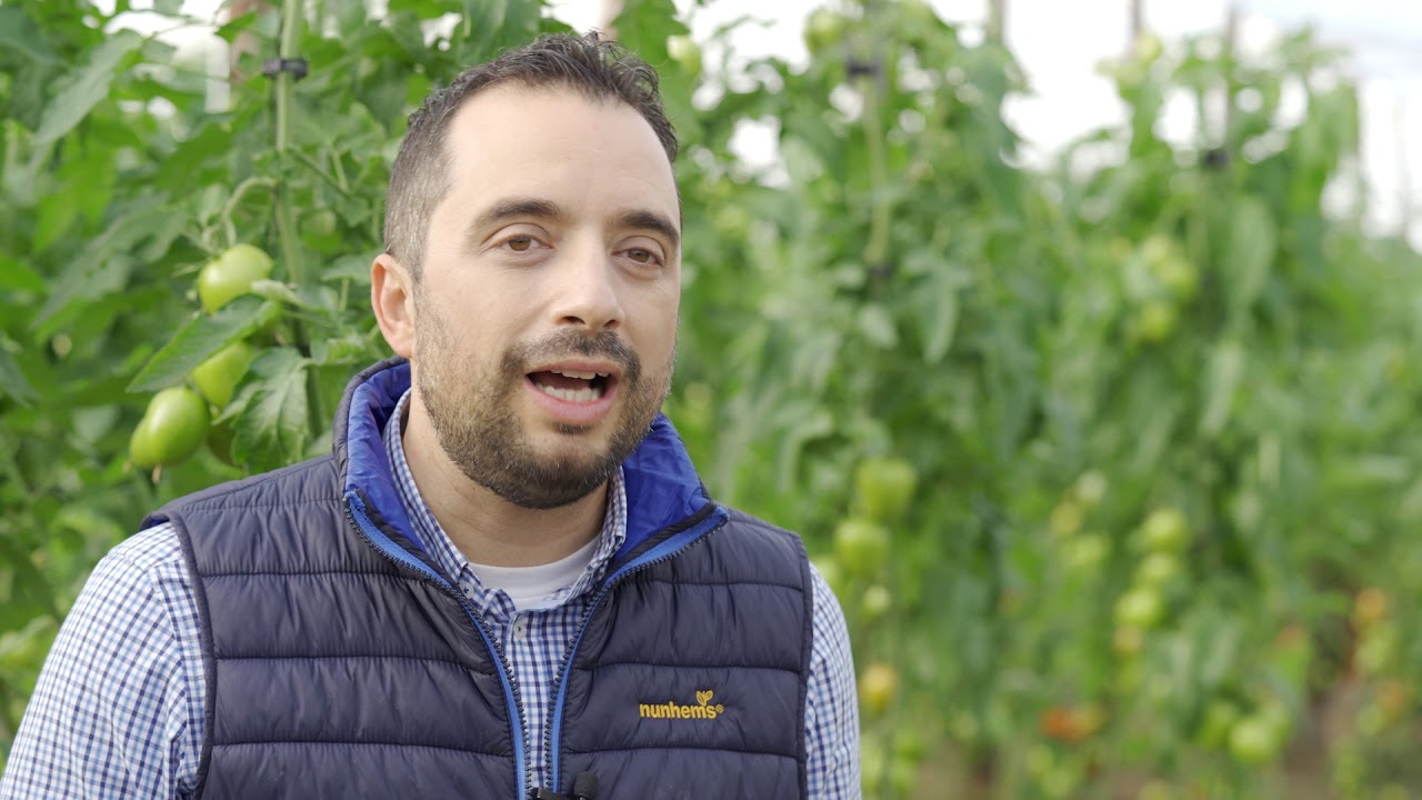 Tomate pera Azovian