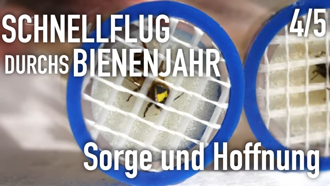 Sorge und Hoffnung | Schnellflug durchs Bienenjahr (4/5) | Die Ratgeber