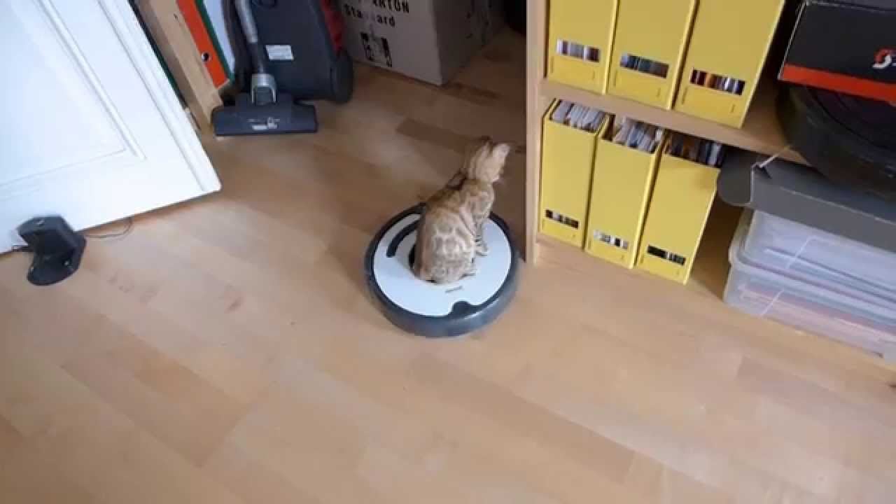 Sammi fährt mit Robbi spazieren