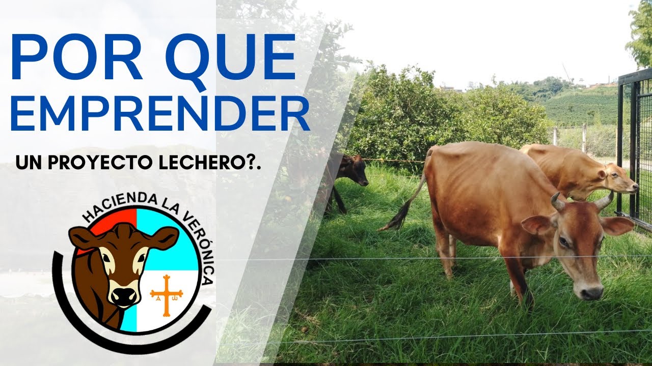POR QUE EMPRENDER UN PROYECTO LECHERO?..