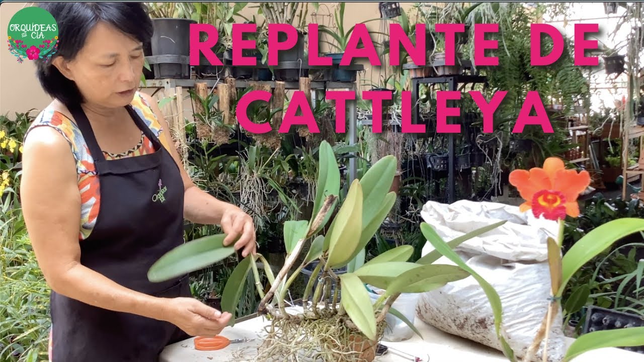 Aprenda Como Replantar Sua Touceira de Orquídea Cattleya