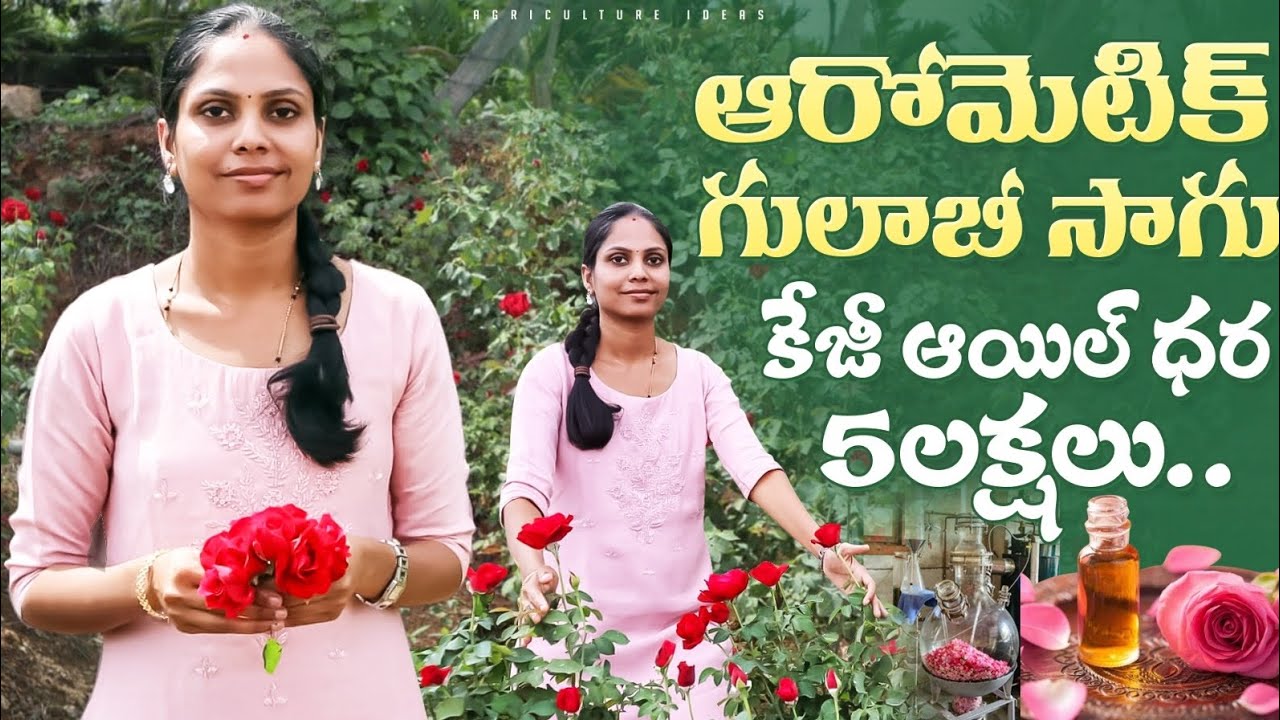 Aromatic Rose Farming | ఆరొమేటిక్ గులాబీ ఆయిల్ కేజీ 5లక్షలు | Rose Oil Farming | Shiva Agri Clinic