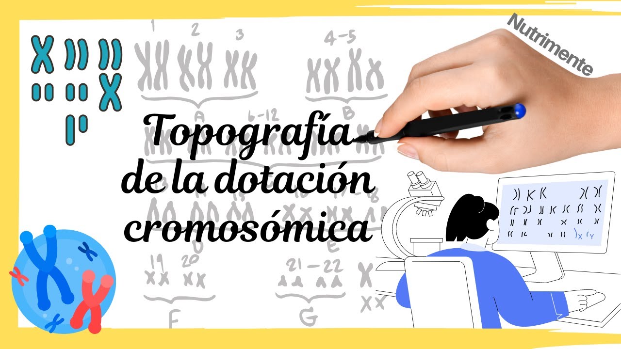 Topografia de la Dotación Cromosómica - [Cariotipos]
