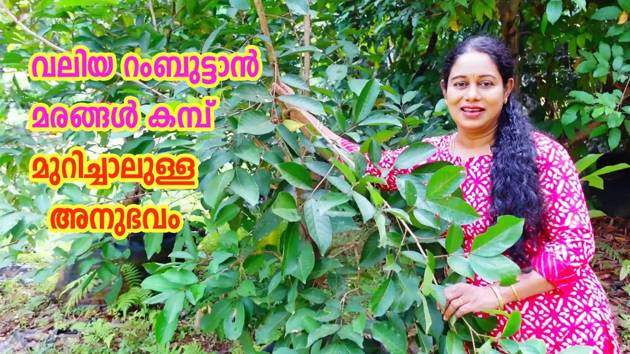 വലിയ റംബുട്ടാൻ മരങ്ങൾ കമ്പ് മുറിച്ചാലുള്ള അനുഭവം Rambutan Plant Harsh Pruning