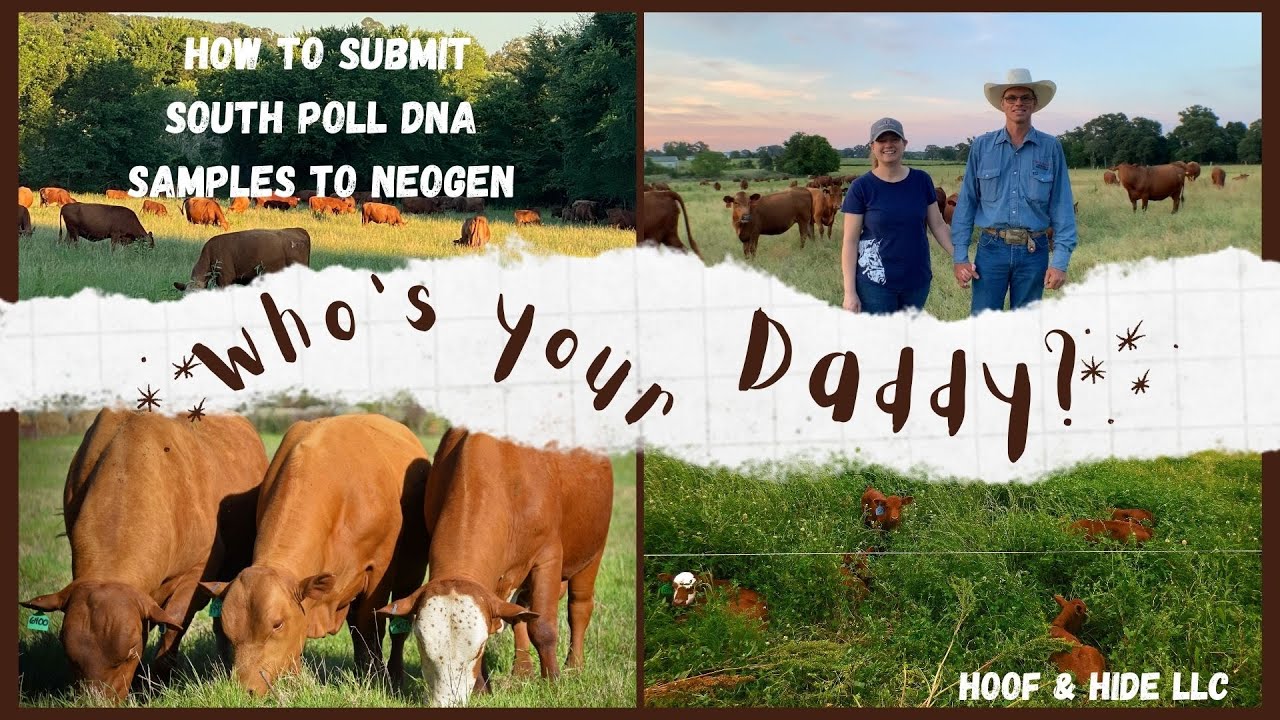 South Poll Cattle:  How to Submit DNA Samples to Neogen
