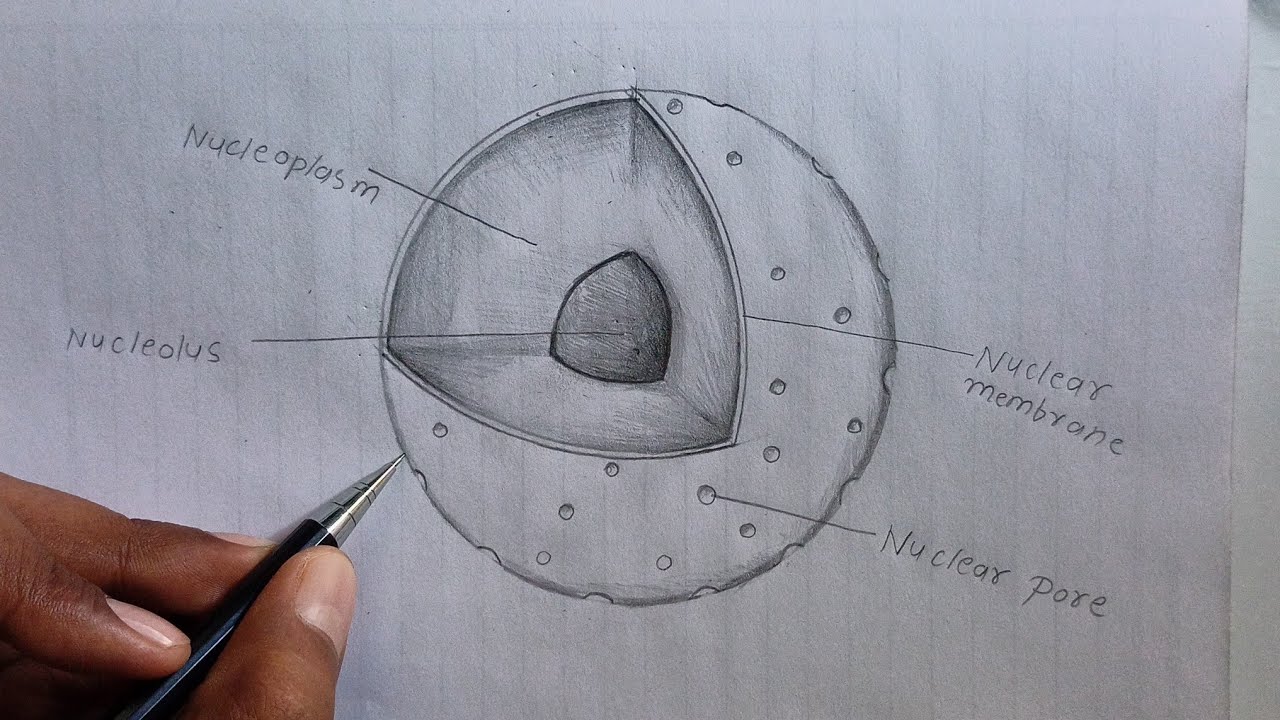 structure of Nucleus Diagram // how to Draw structure of Nucleus labelled Diagram