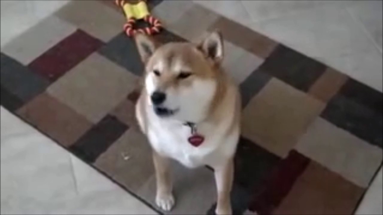 Pieseł M&oacute;wi Hello