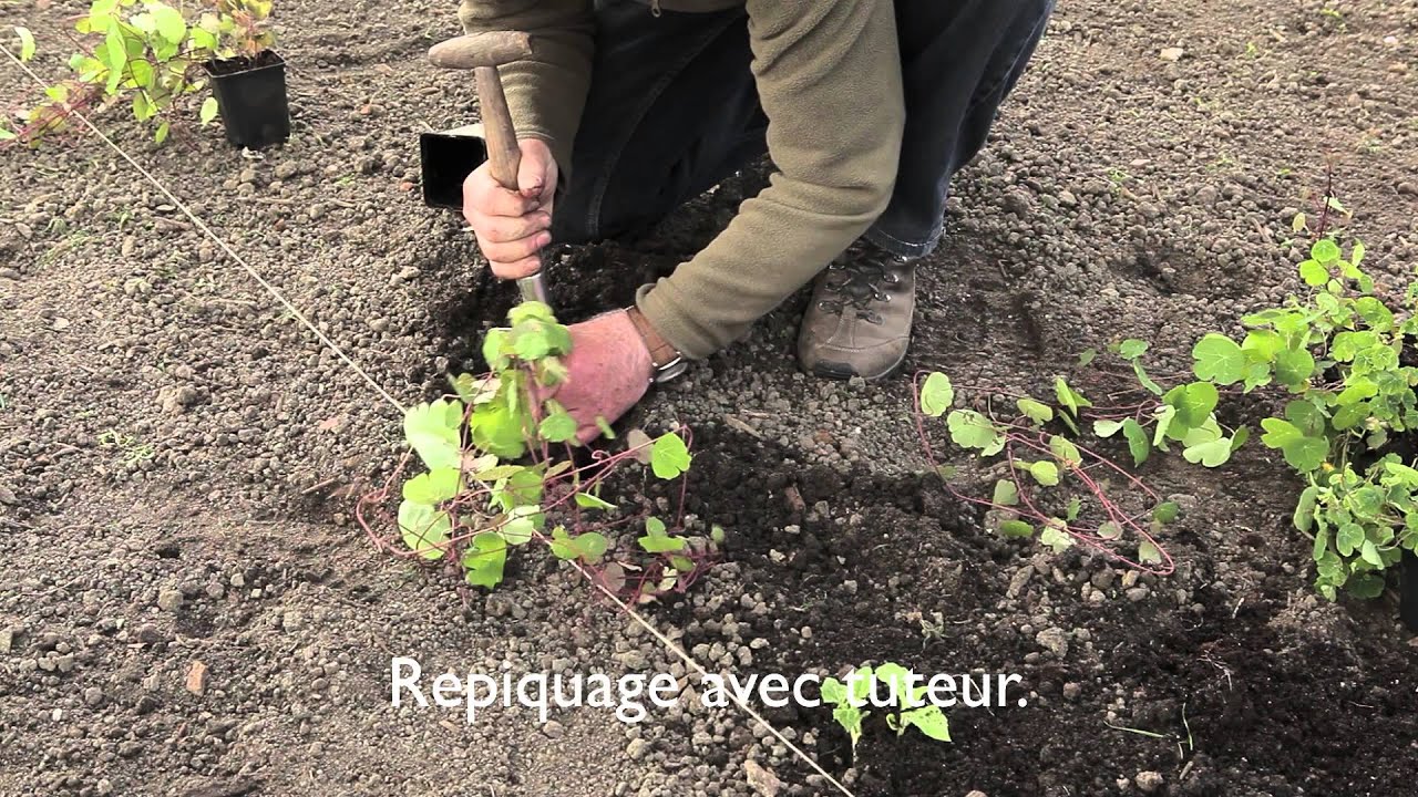 Tubercules potagers - conseils de culture