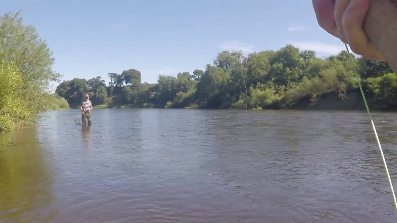 Summer Salmon on fly (Screaming Hardy's Bougle)