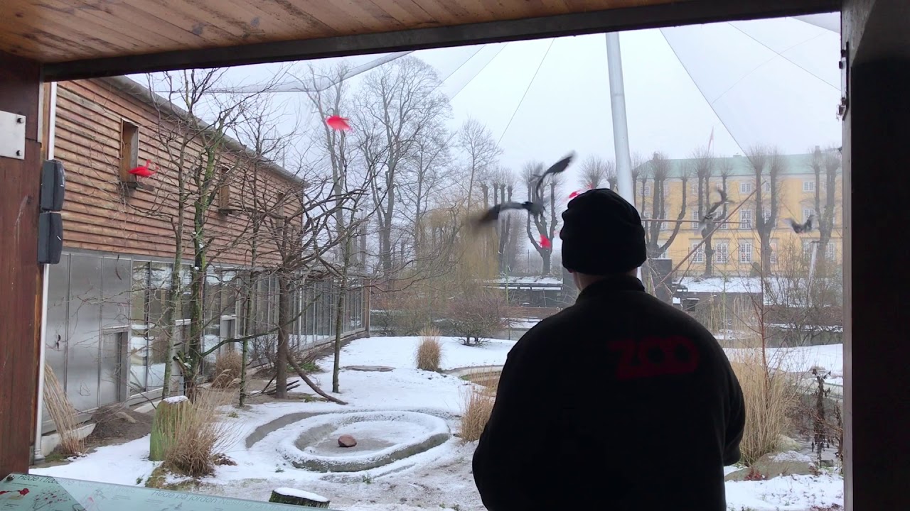 Fugleindkald i volieren