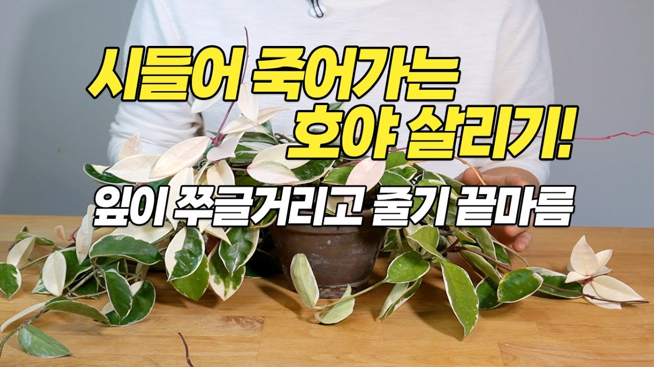 시들어 죽어가는 호야 살리기! 호야 잘 키우기-홈가드닝 아파트정원 HomeGardening#waxplant #plants