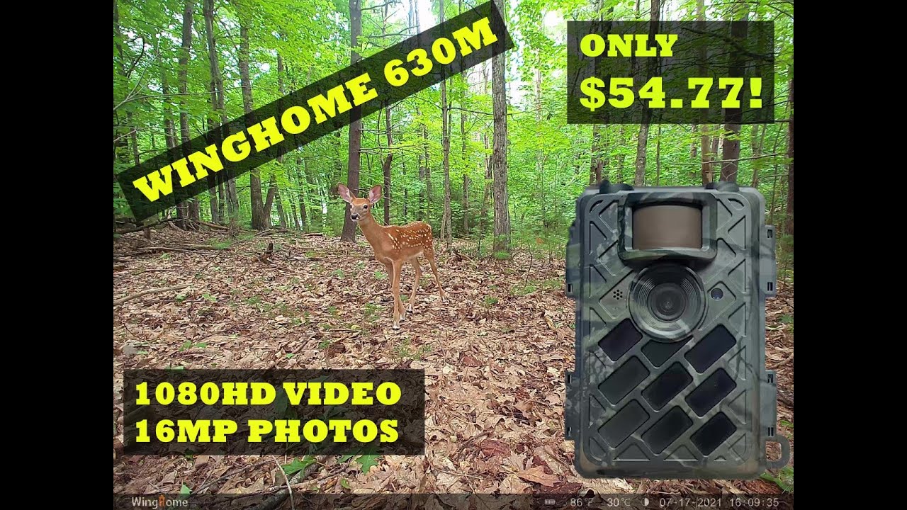 BEST TRAIL CAMERA UNDER $70.00! Winghome 630m Trail Camera , better than the big brand names ???