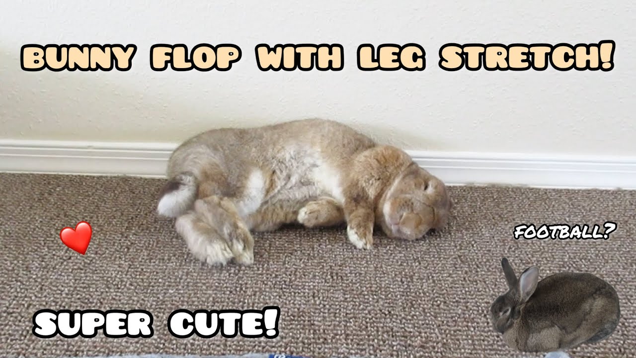 Super Cute Bunny Flop with Leg Stretch!