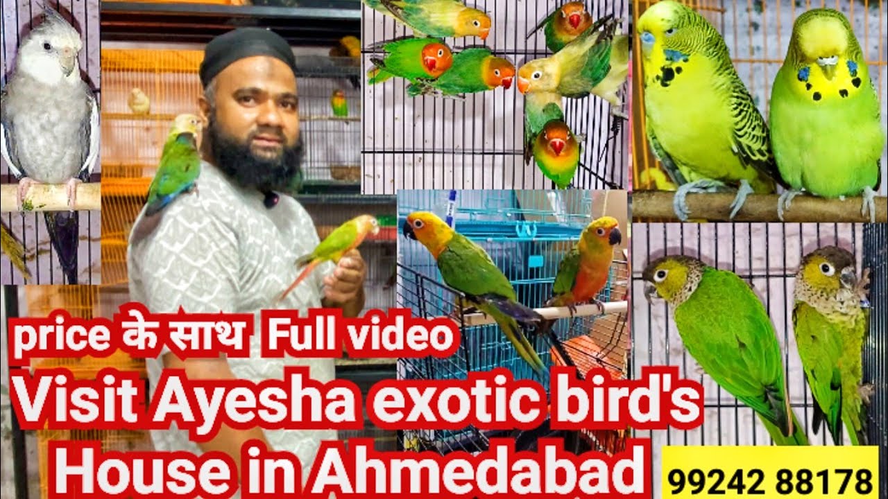 Visit Imran Bhai full birth setup with price # conure, Holland budgies, black cap conure, Tamedbirds