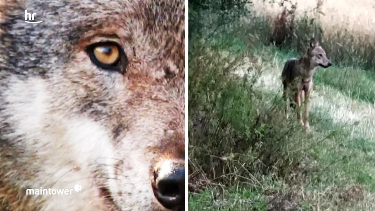 Wolfssichtung im Vogelsberg | maintower
