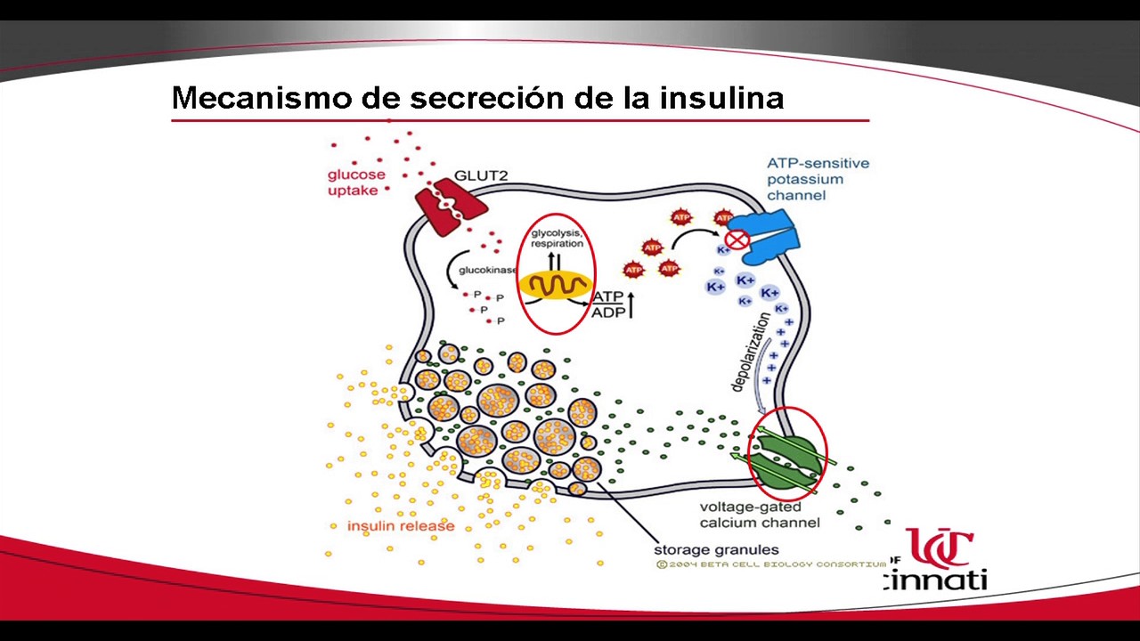 Implicación de ETV5 en la secreción de insulina
