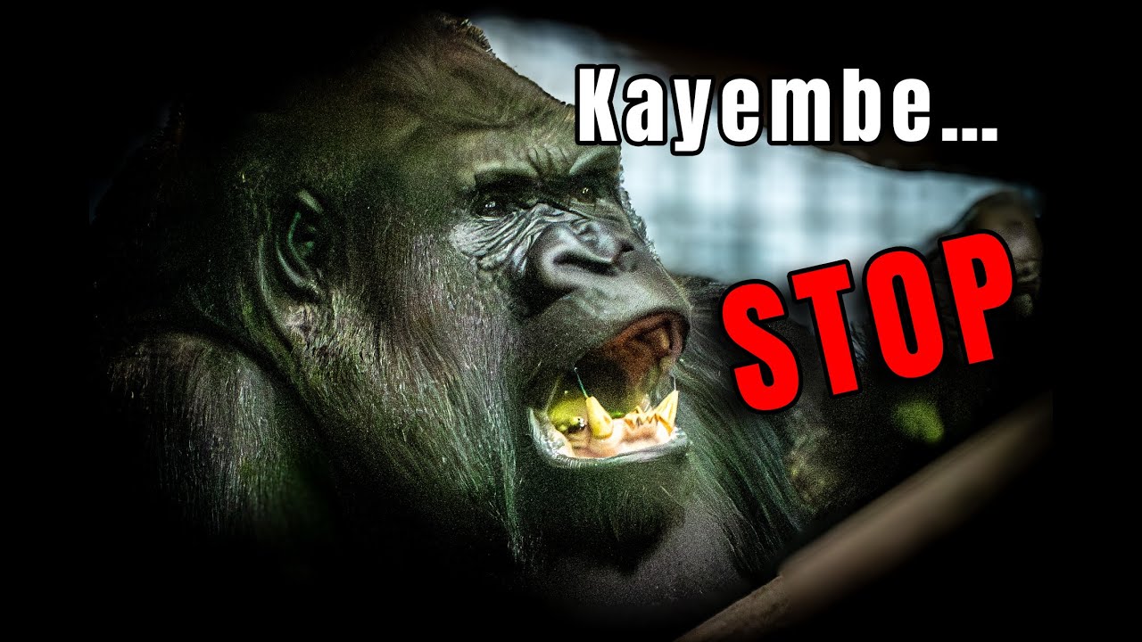 Silverback Dad Steps In to Calm the Chaos 🦍🔥