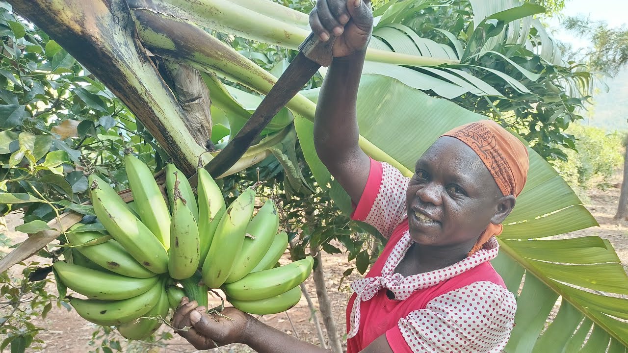 African Village life and Cooking corn, peas and green bananas for breakfast